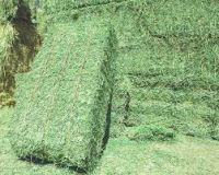 Sell Offer Alfalfa Hay