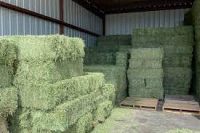 Sell Offer Alfalfa Hay