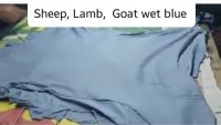 Sell Sheep, Lamb and Goat Wet Blue Skin