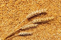 Soft wheat