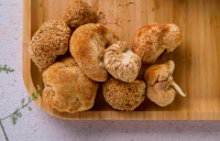 Lion's Mane wild mushroom & mycelium