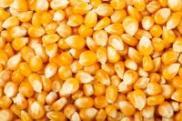 yellow corn