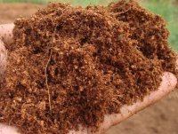 Sell Offer Cocopeat