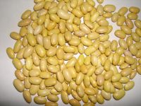 yellow  kidney bean
