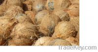 Matured Fresh Coconuts