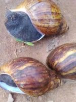 Fresh Snails With Shell