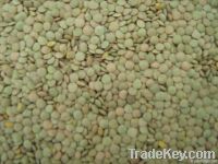 Sell Offer Quality Green lentils