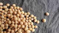 Soy Beans Non GMO