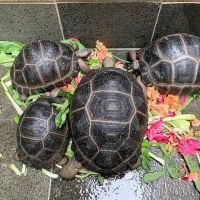 Albino Sulcata tortoise for sale Pet food