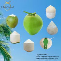 Green Coconut Suppliers