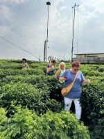 Organic green tea and organic tea, Slimming tea  ingredients from Vietnam's oldest tea region