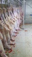 Frozen Fresh Lamb Meat from Mongolia - High-Quality and Grass-Fed