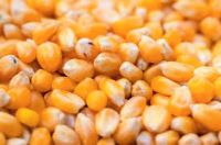 Dried Yellow Corn & White Corn/Maize for Human & Animal Feed