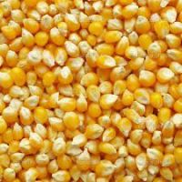 Selling Yellow Maize in cheap price