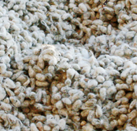 Cotton seeds in stock