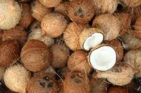 COCONUT SHELL in cheap price