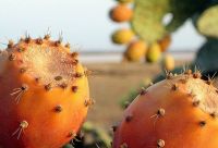 Prickly pear cactus ( barbary fig) seed oil