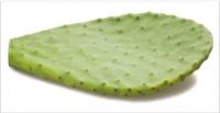 Fresh Nopal Leaves