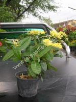 Nursery plant and wholesale garden plants from Thailand