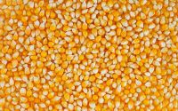 Yellow Corn /Maize