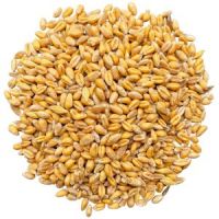 Cheap Feed Wheat