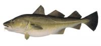 Atlantic Cod Fish