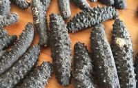 Buy Dried Sea Cucumber