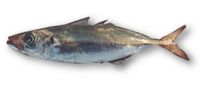 Frozen Horse Mackerel