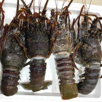 Frozen Lobster for sale