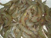 Litopenaeus Vannamei  Shrimp