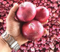 Fresh Red Onions