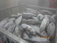 Frozen Skipjack Tuna