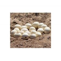 Healthy Ostrich Chicks / fertile ostrich eggs available for sale