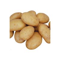 Good vegetable fresh potato export wholesale price
