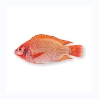 Seafood Fresh Frozen Red Tilapia Fish Red Snapper Tilapia Fish for Tilapia Fish Red Buyers