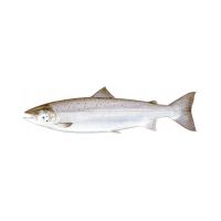 Frozen Salmon Fish/Best quality Frozen Salmon Fish