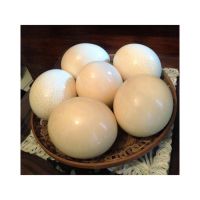 Buy Healthy Fertile Ostrich Eggs For Hatching/ Where To Buy Fertile Ostrich Eggs