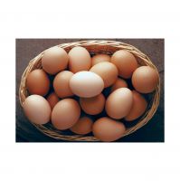 Wholesale Supplier Best Quality Fresh Brown Chicken Eggs For Sale In Cheap Price Brown Chicken Egg