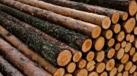 Good Wood logs  export wholesale price