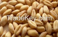Soft Milling Wheat, NON-GMO (for making bread) - USA/Mexico Origin.