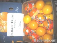 Sell egyption fresh orange