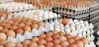 White and Brown Chicken Eggs, Fresh Table Eggs, Parrot eggs