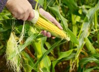 Yellow and White Corn