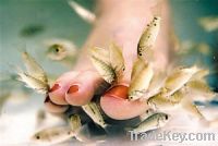 Doctor Fish Foot Spa Massage