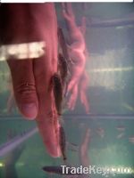 Doctor Fish Manicure--Doctor Fish Hands Spa