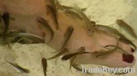 Foot Massager--Doctor Fish Pedicure