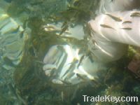 Skin Callus  Cleaner--Garra Rufa Fish