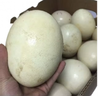 top Quality Fresh Brown Table Chicken Eggs