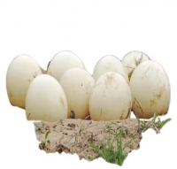 good Egg White Powder Chicken Eggs