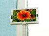 Sell outdoor full color LED display